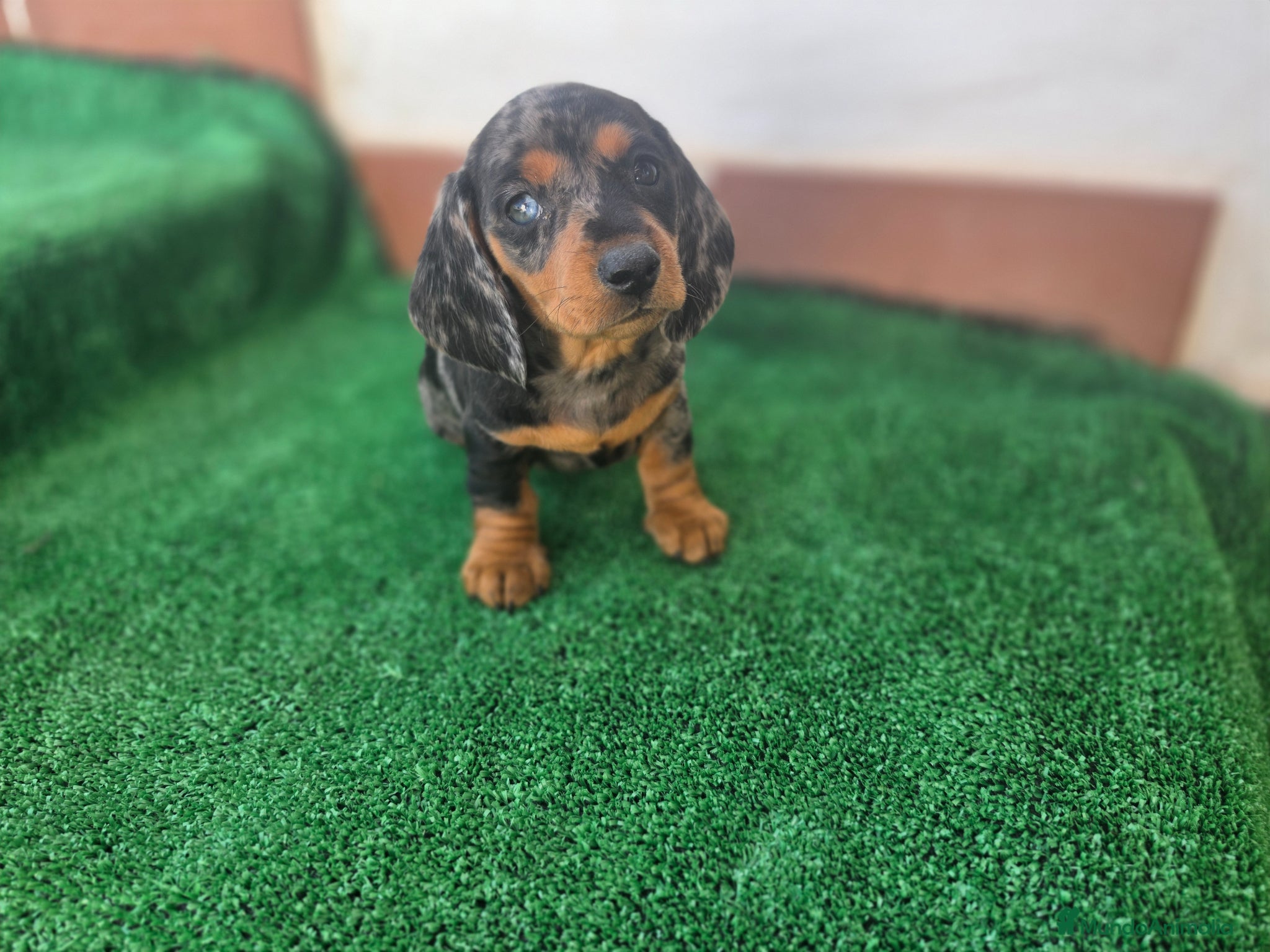 Teckel Miniatura perros TECKEL MINI ARLEQUIN - Anuncio 1