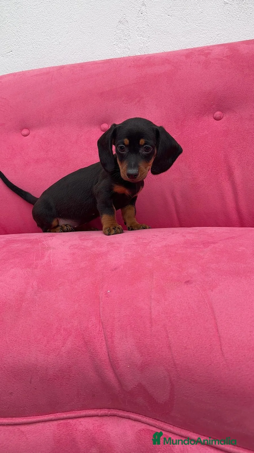 Teckel Miniatura perros en venta: Teckel Macho y Hembra Negro Fuego ❤️‍🔥 - Anuncio 15