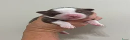 Pastor Australiano perros en venta: Cachorros pastor australiano  - Anuncio 4