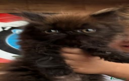 Persa gatos en venta: Macho y hembra Persa - Imagen 6
