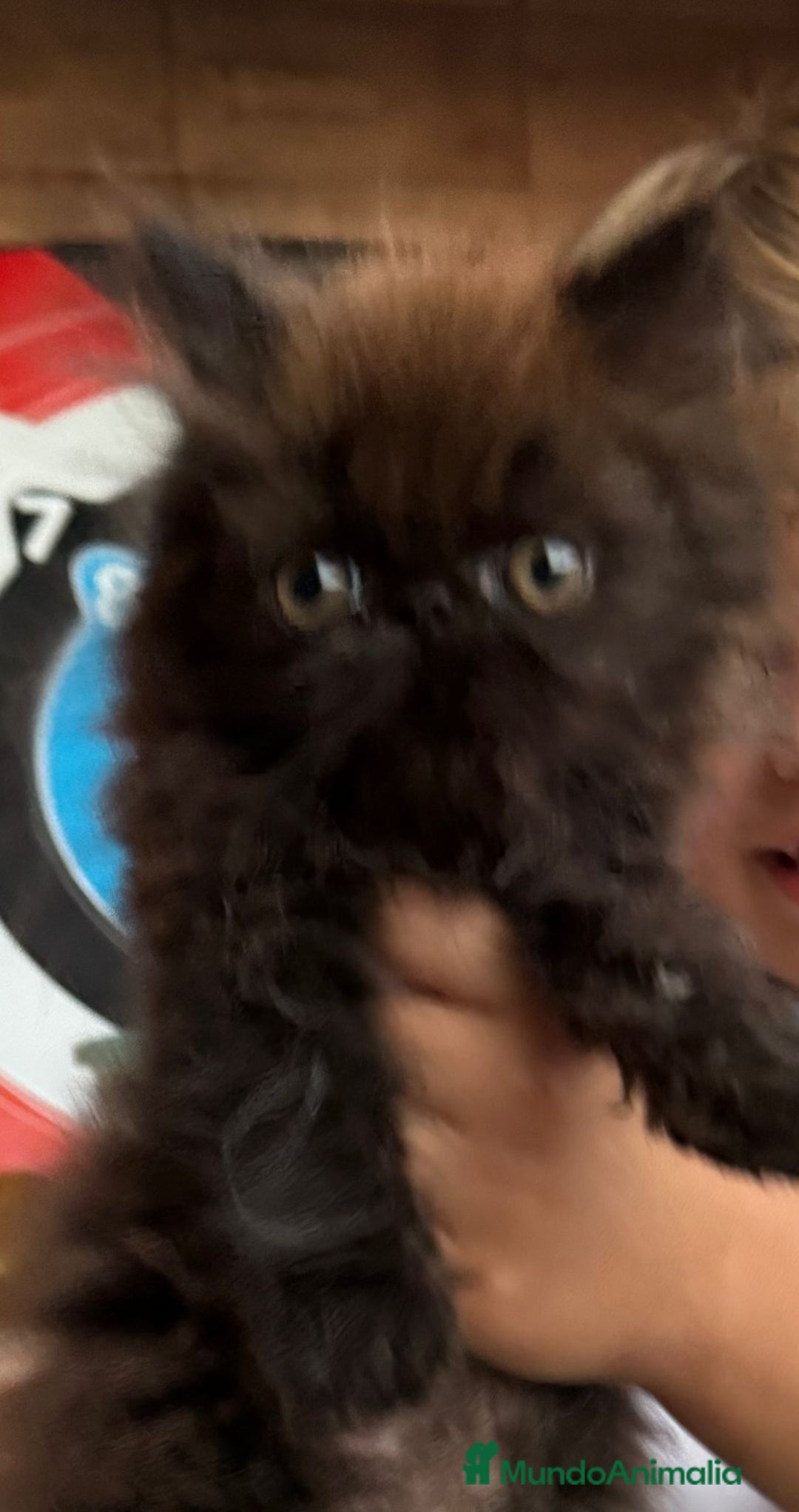Persa gatos en venta: Macho y hembra Persa - Imagen 6