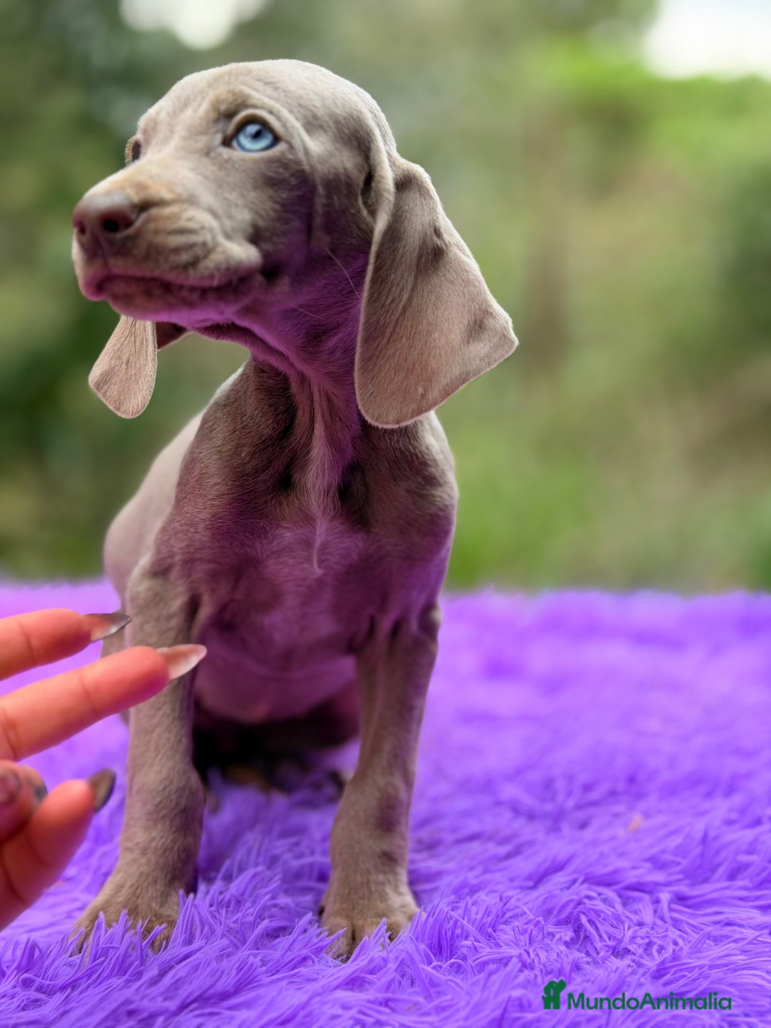 Weimaraner perros en venta: Braco de Weimar hembra  - Anuncio 1