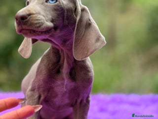 Weimaraner perros Braco de Weimar hembra - Anuncio 3