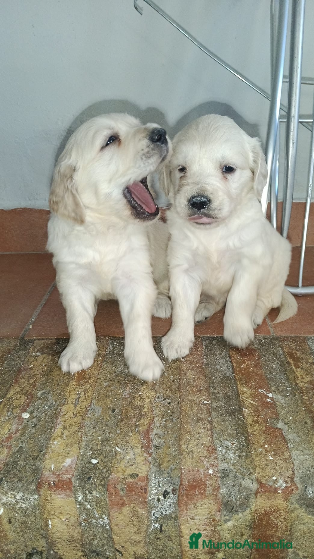 Golden Retriever perros Disponibles para entregar golden retriever  - Anuncio 3
