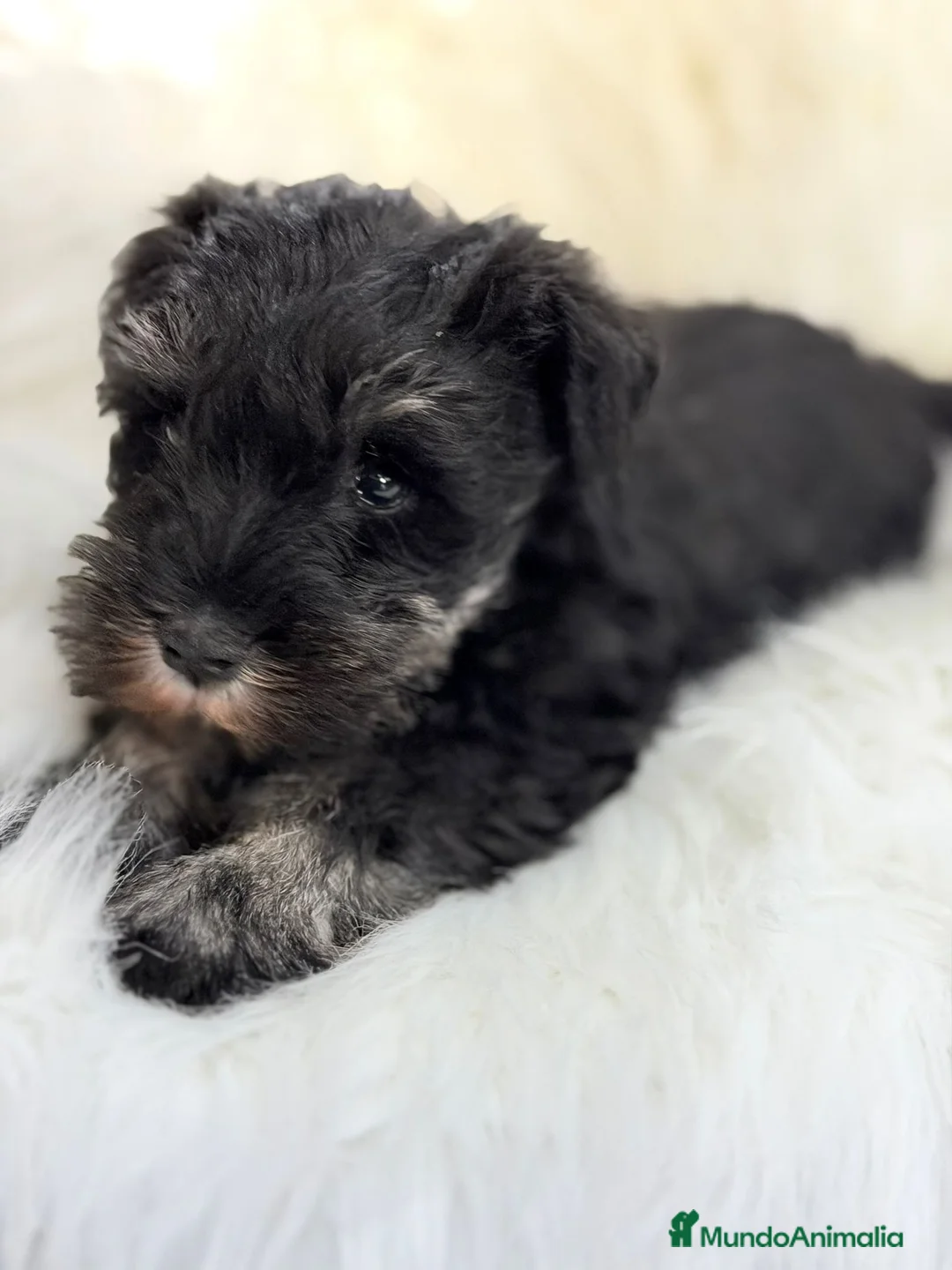 Schnauzer Miniatura perros en venta: SCHNAUZER MINI NEGRO PLATA MACHO - Anuncio 2