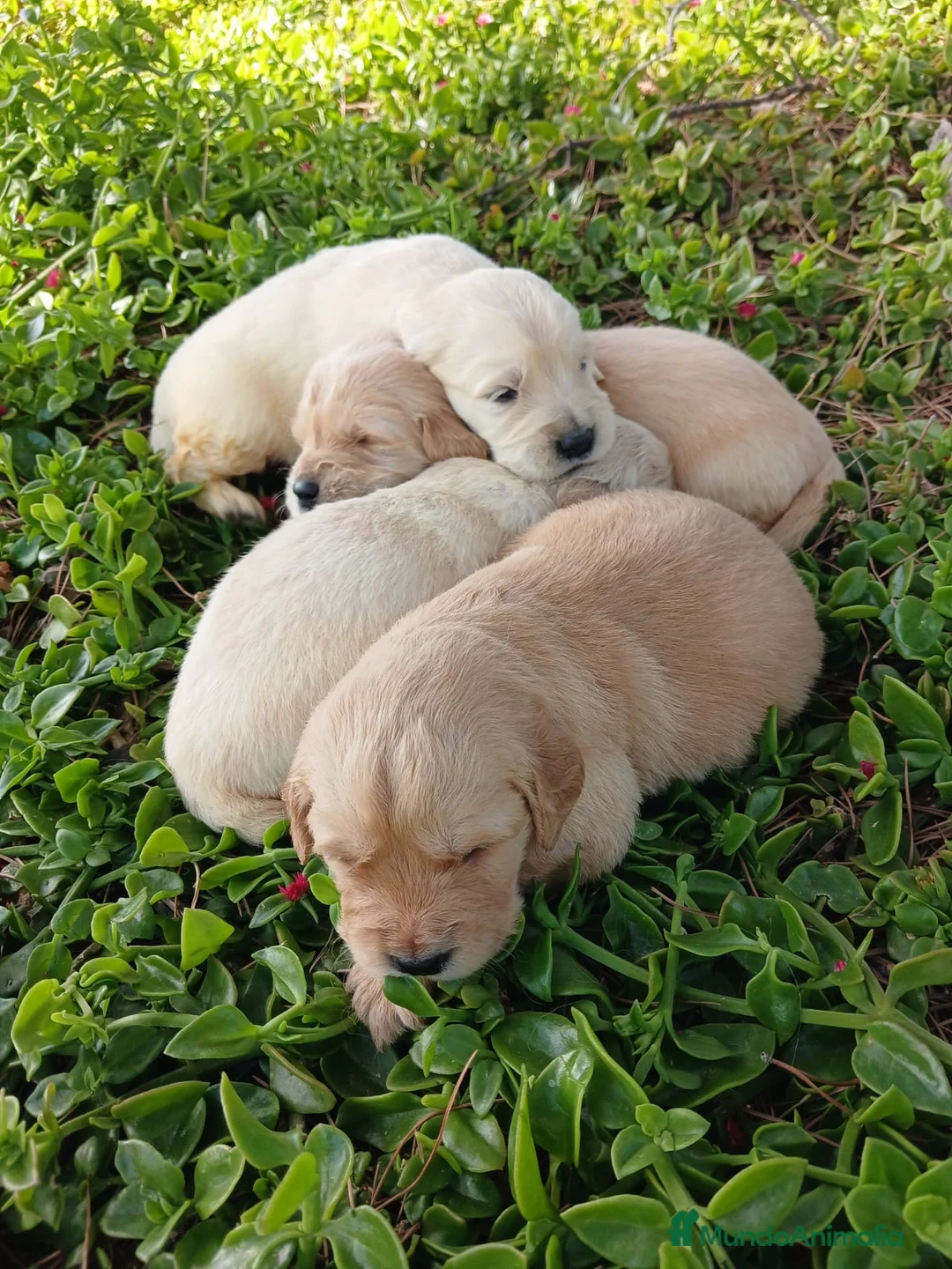 Golden Retriever perros en venta: GOLDEN RETRIEVER  - Anuncio 2