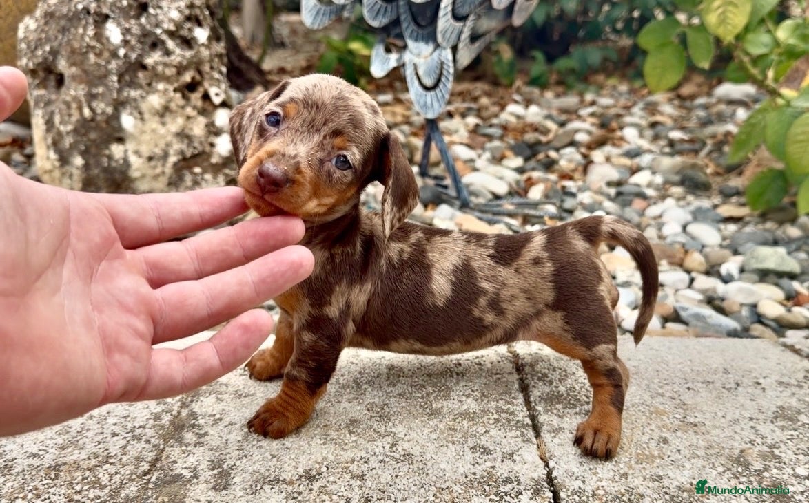 Teckel Miniatura perros Teckel kaninchen hembra  - Anuncio 1