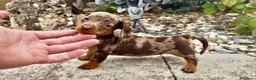 Teckel Miniatura perros en venta: Teckel kaninchen hembra  - Anuncio 1