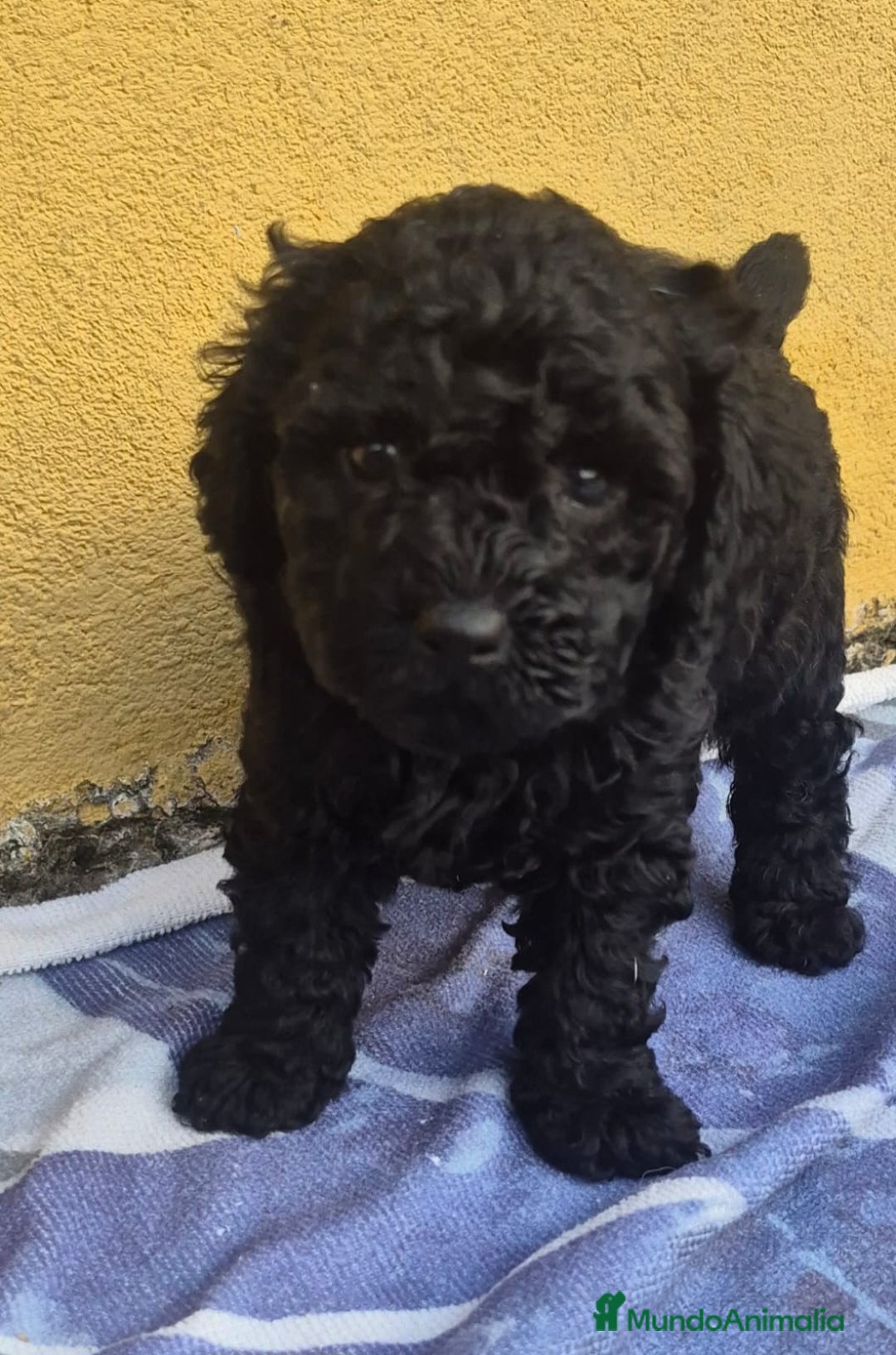 Caniche Toy perros en venta: Caniche toys  - Anuncio 2