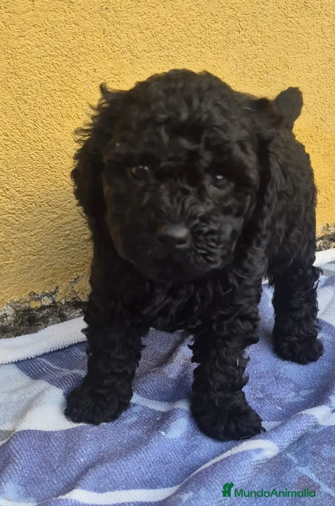 Caniche Toy perros en venta: Caniche toys  - Anuncio 2