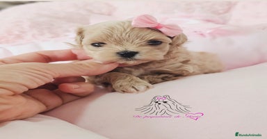 Maltipoo perros - Anuncio 4