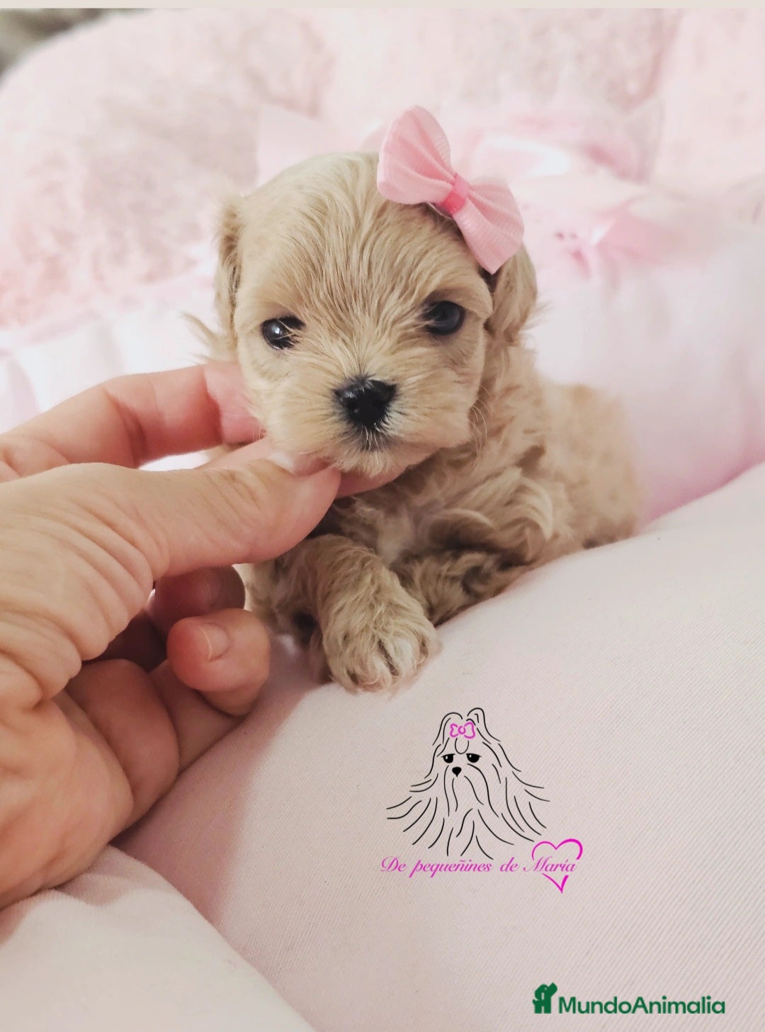 Maltipoo perros en venta: MALTIPOO ASIÁTICO MINIATURA  - Imagen 2
