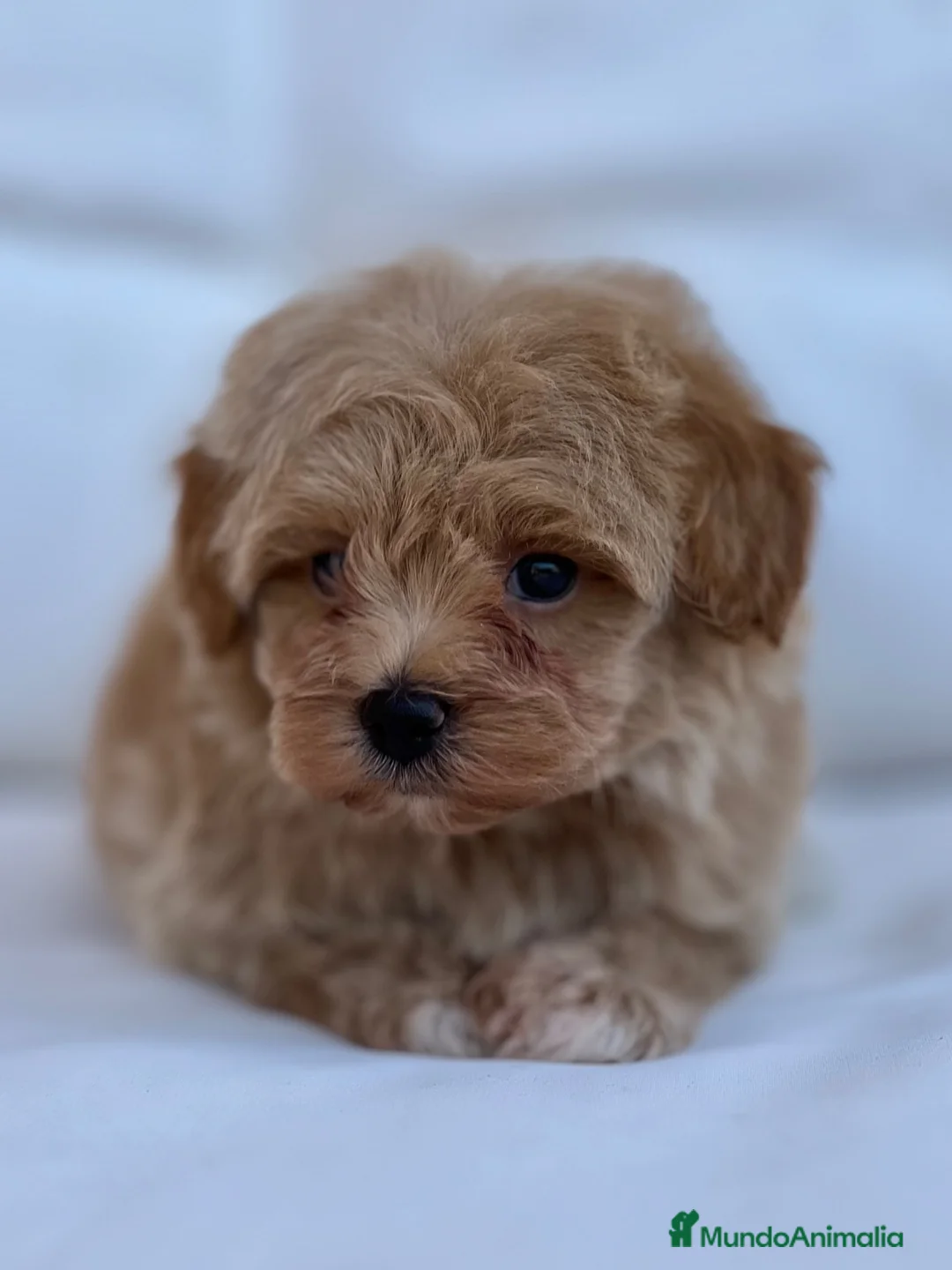 Maltipoo perros en venta: PRECIOSO MACHITO MALTIPOO  - Anuncio 4