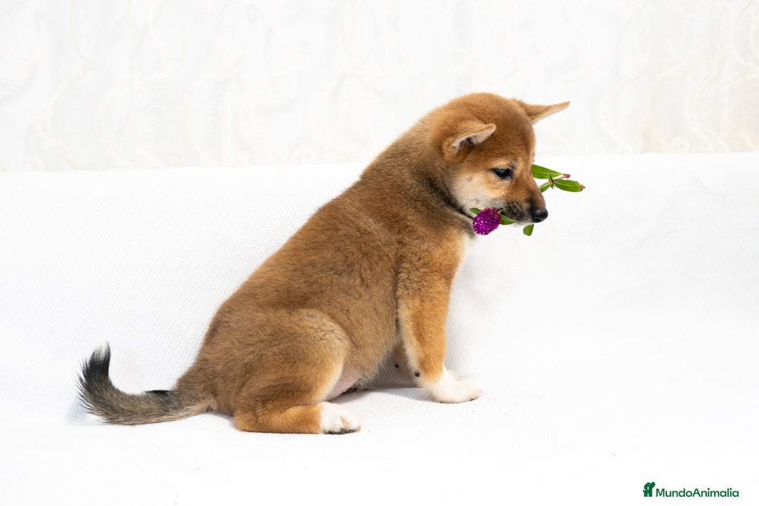 Shiba Inu perros en venta: Camada de Shiba-Inu  - Anuncio 12
