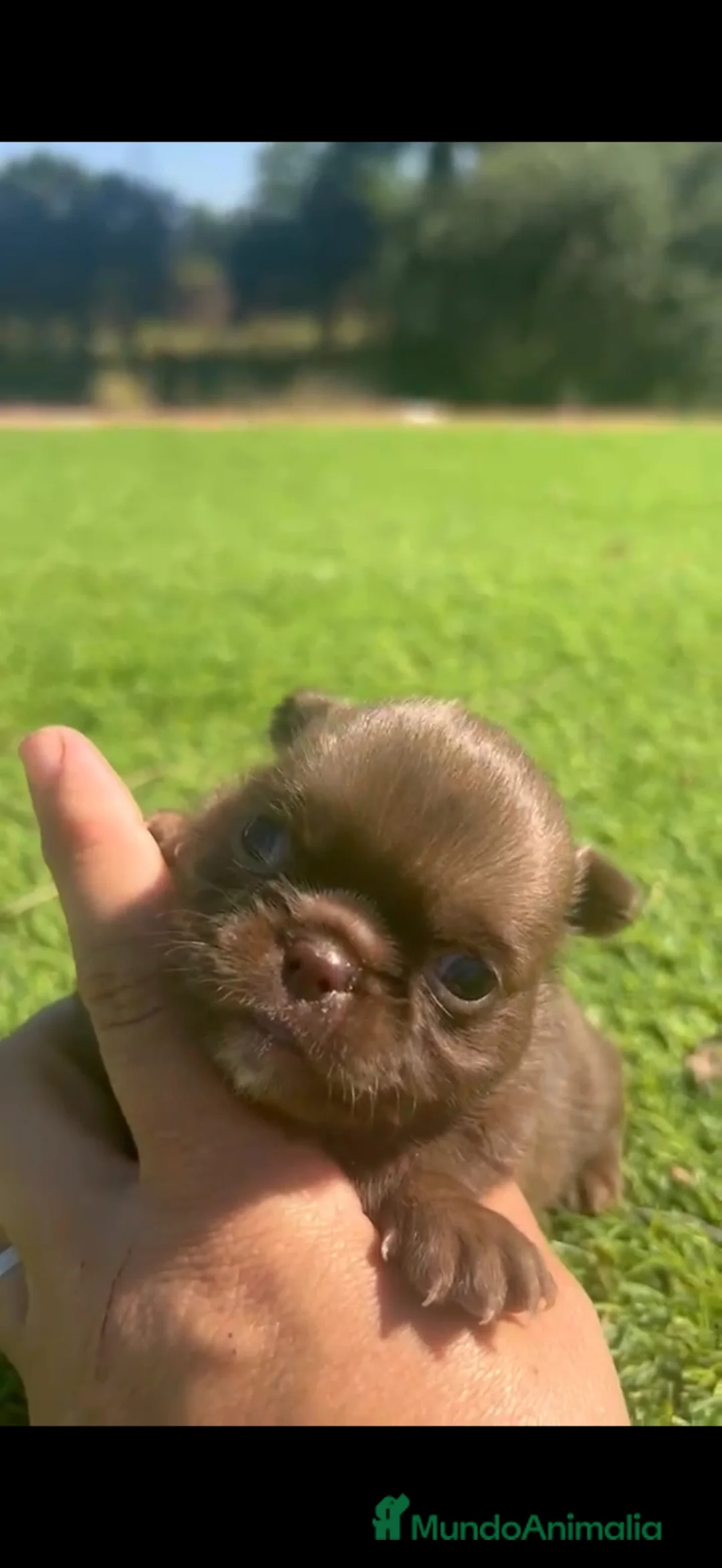 Chihuahua perros en venta: Chihuahua Toy macho chocolate  - Anuncio 1