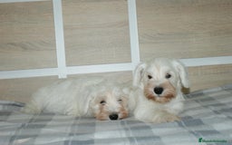 Pinscher Miniatura perros en venta: CACHORRITOS DE SCHNAUZER MINIATURA  - Imagen 7