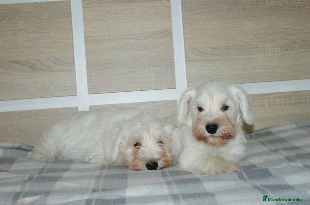 Pinscher Miniatura perros en venta: CACHORRITOS DE SCHNAUZER MINIATURA  - Imagen 7