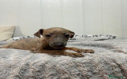 Pequeño Lebrel Italiano perros en venta: Piccolo italiano  - Imagen 7