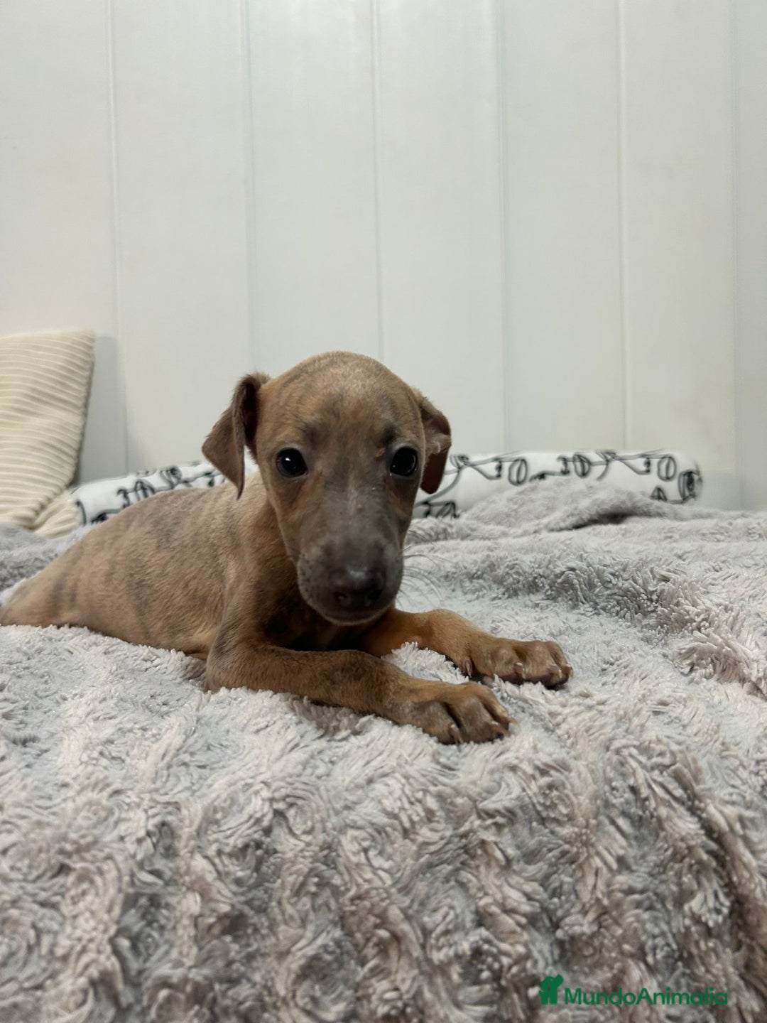 Pequeño Lebrel Italiano perros en venta: Piccolo italiano  - Imagen 7