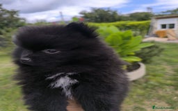 Pomerania perros en venta: Preciosos cachorros de pomerania - Imagen 7