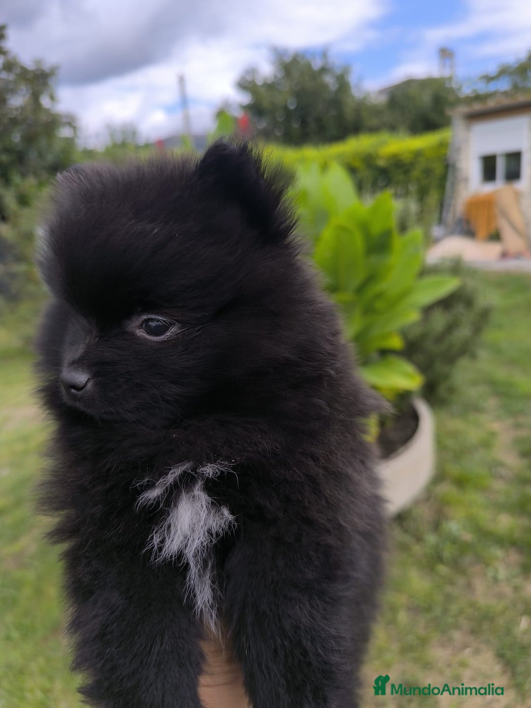Pomerania perros en venta: Preciosos cachorros de pomerania - Imagen 7