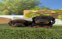 Teckel Miniatura perros en venta: TECKEL. MINIATURA - Imagen 8