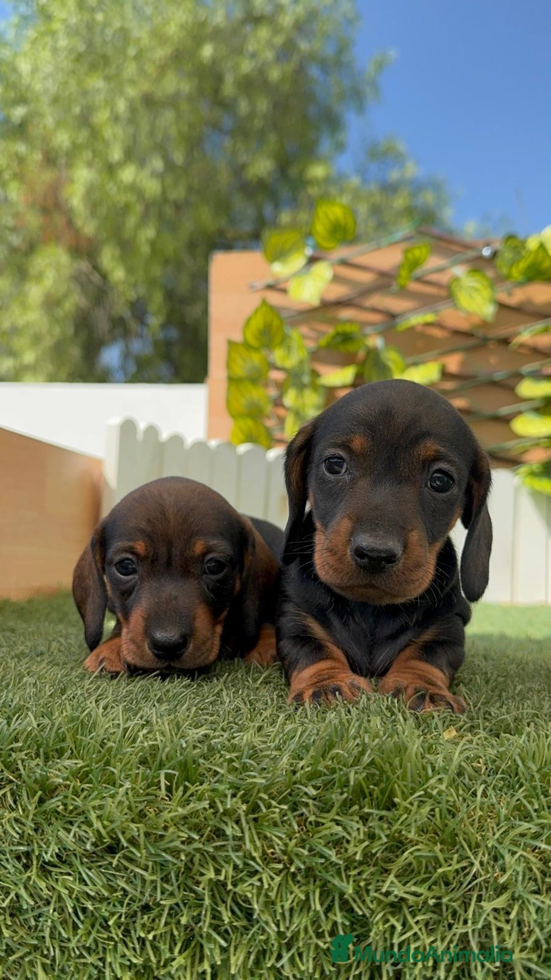 Teckel Miniatura perros en venta: TECKEL. MINIATURA - Imagen 8