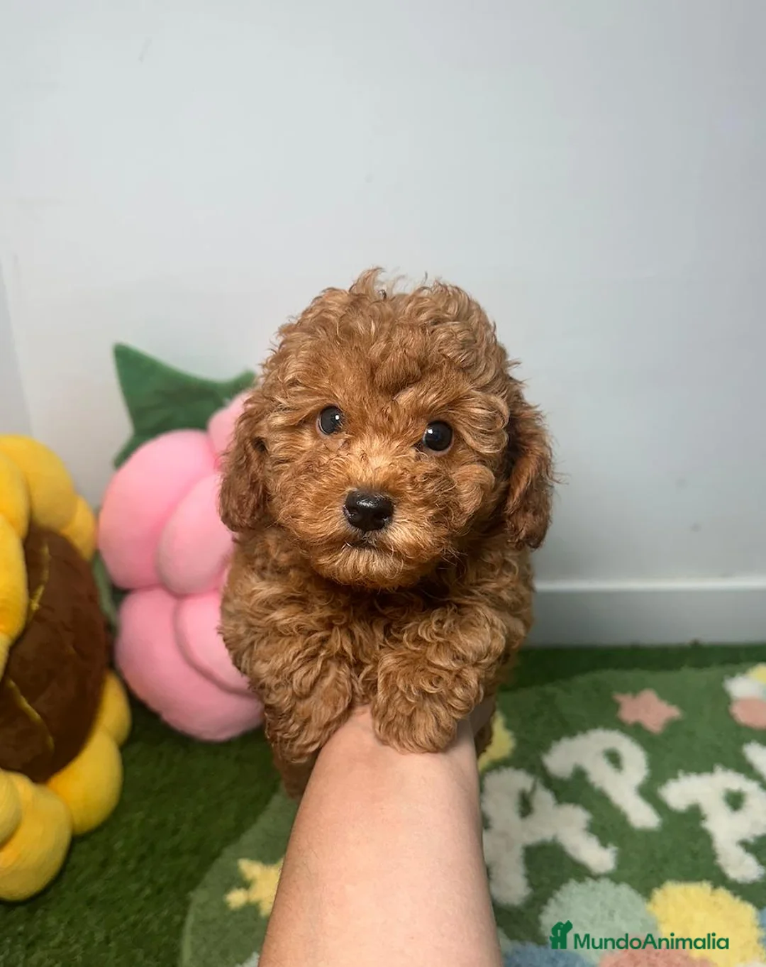 Caniche Toy perros en venta: Caniche Toy Rojo  - Anuncio 1