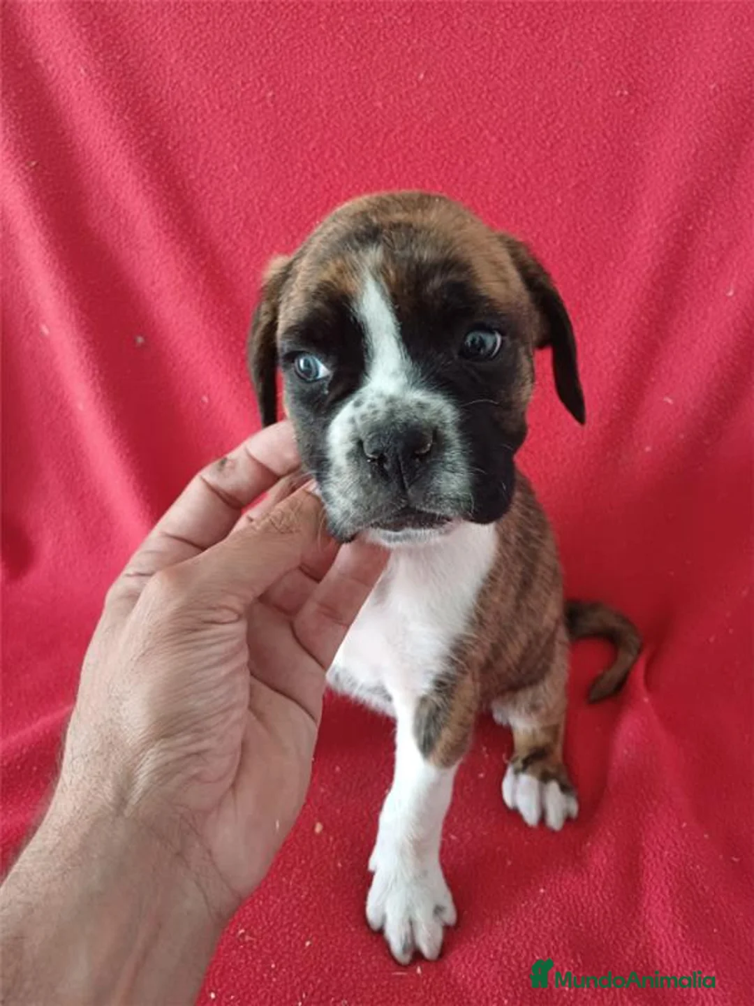 Boxer perros en venta: Boxer - Anuncio 1