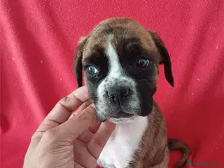 Boxer perros Boxer - Anuncio 1