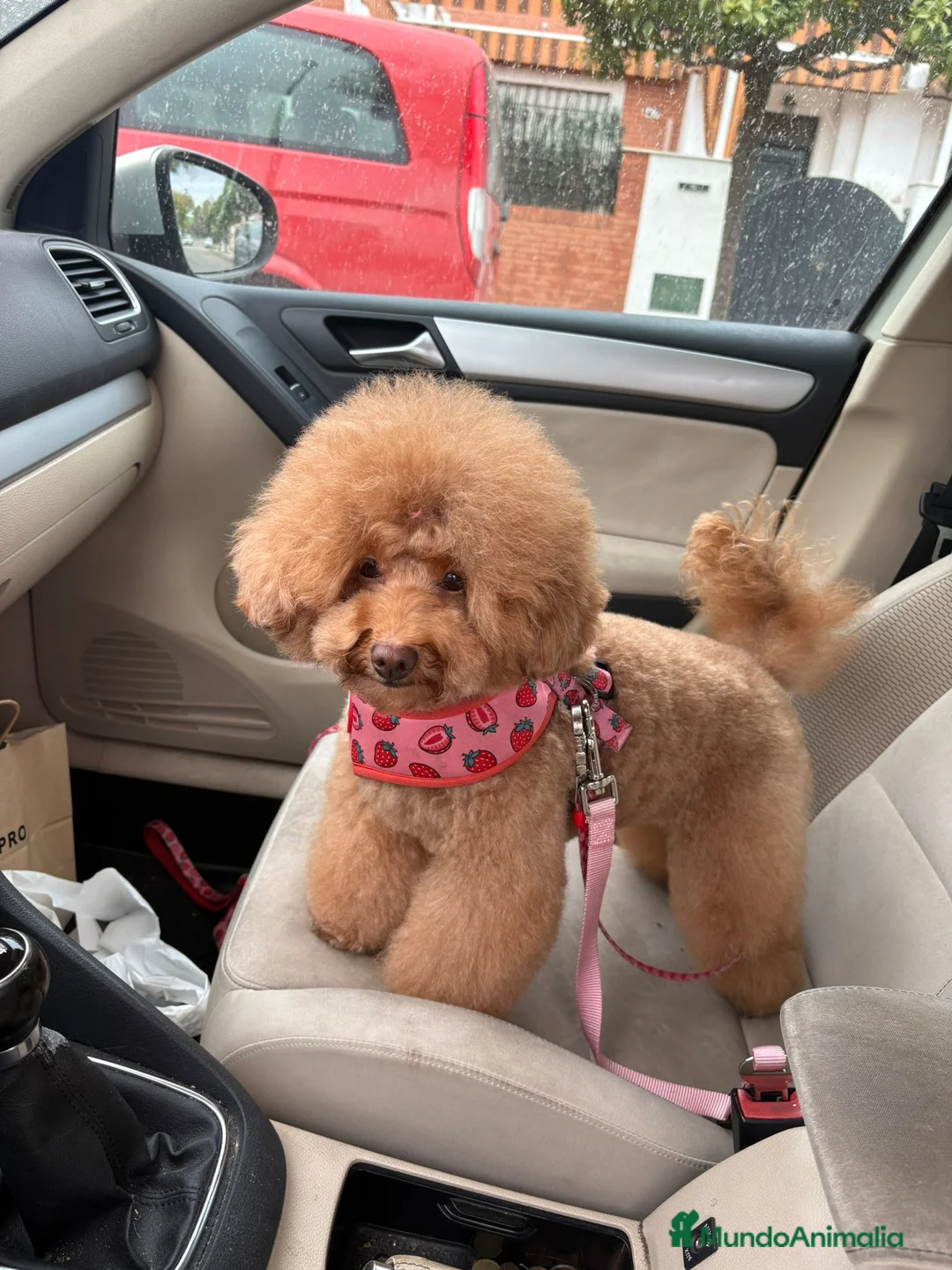 Caniche Toy perros en venta: Hembra roja de caniche toy nuestros peludos - Anuncio 1