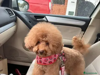 Caniche Toy perros Hembra roja de caniche toy nuestros peludos - Anuncio 1