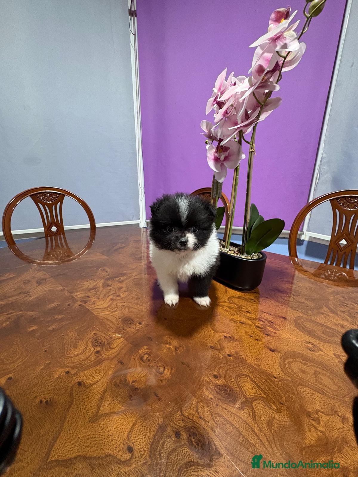 Pomerania perros Lulu Pomerania toy Party se llama Pinto - Anuncio 2