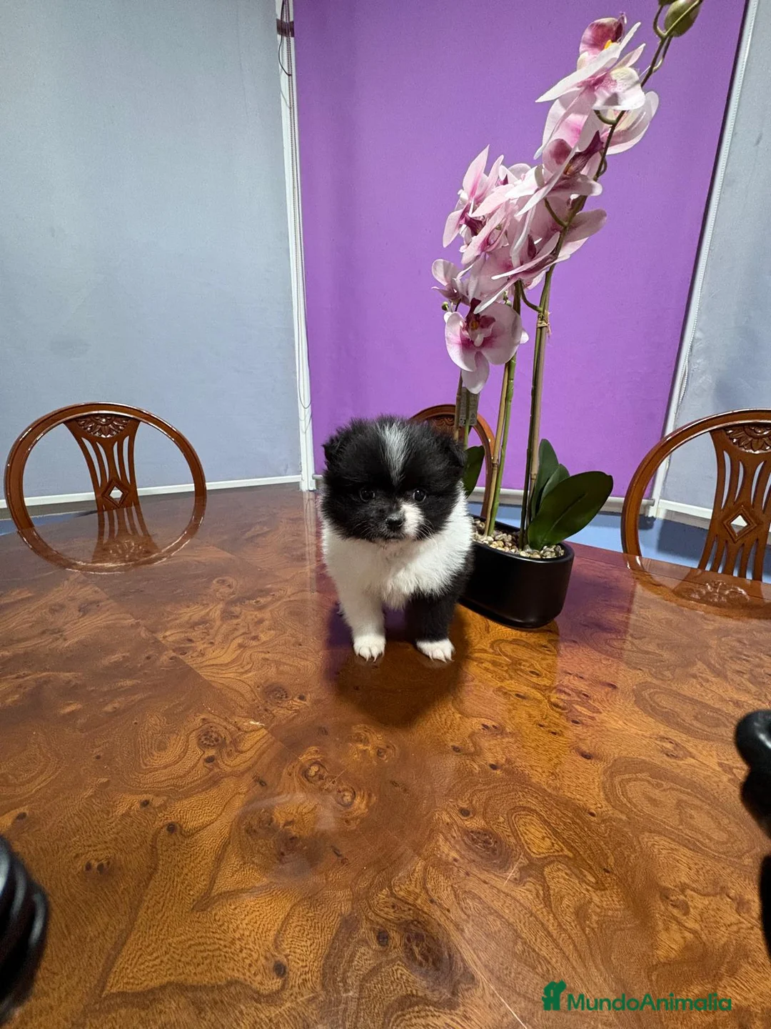 Pomerania perros en venta: Lulu Pomerania toy Party se llama Pinto - Anuncio 2