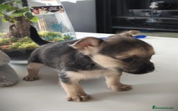 Raza Mixta perros en venta: Cachorro Toy  - Anuncio 11