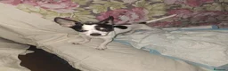 Chihuahua perros en venta: Chihuahua  en Barcelona - Anuncio 2