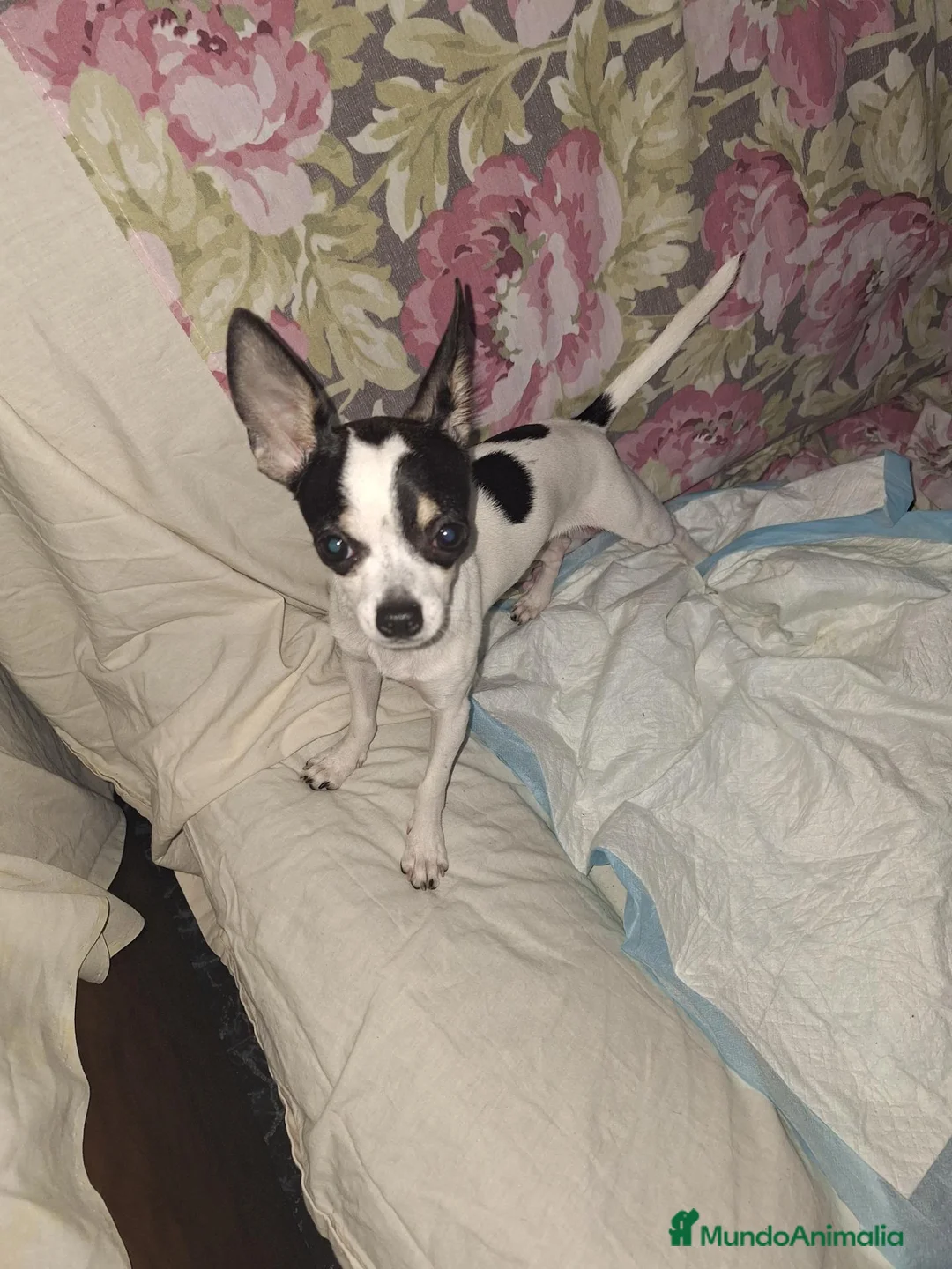 Chihuahua perros en venta: Chihuahua  en Barcelona - Anuncio 2
