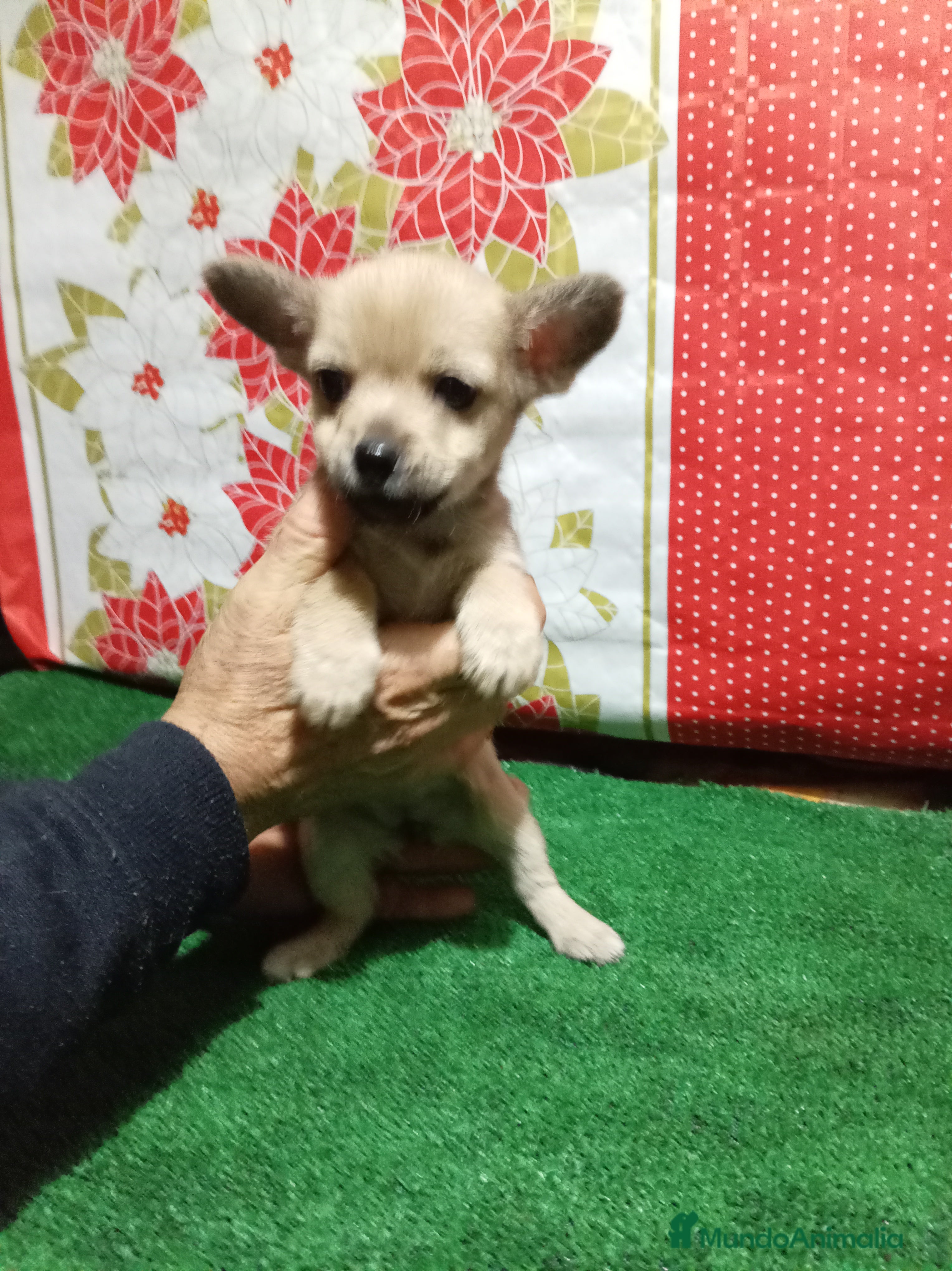 Chihuahua perros Chihuahua - Anuncio 1