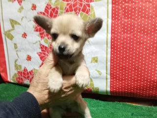 Chihuahua perros Chihuahua - Anuncio 1