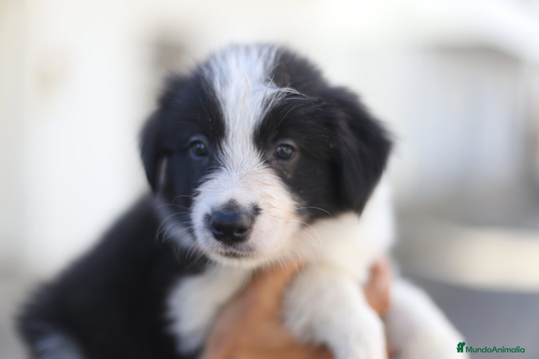 Border Collie perros en venta: Cachorros Border Collie  - Imagen 8