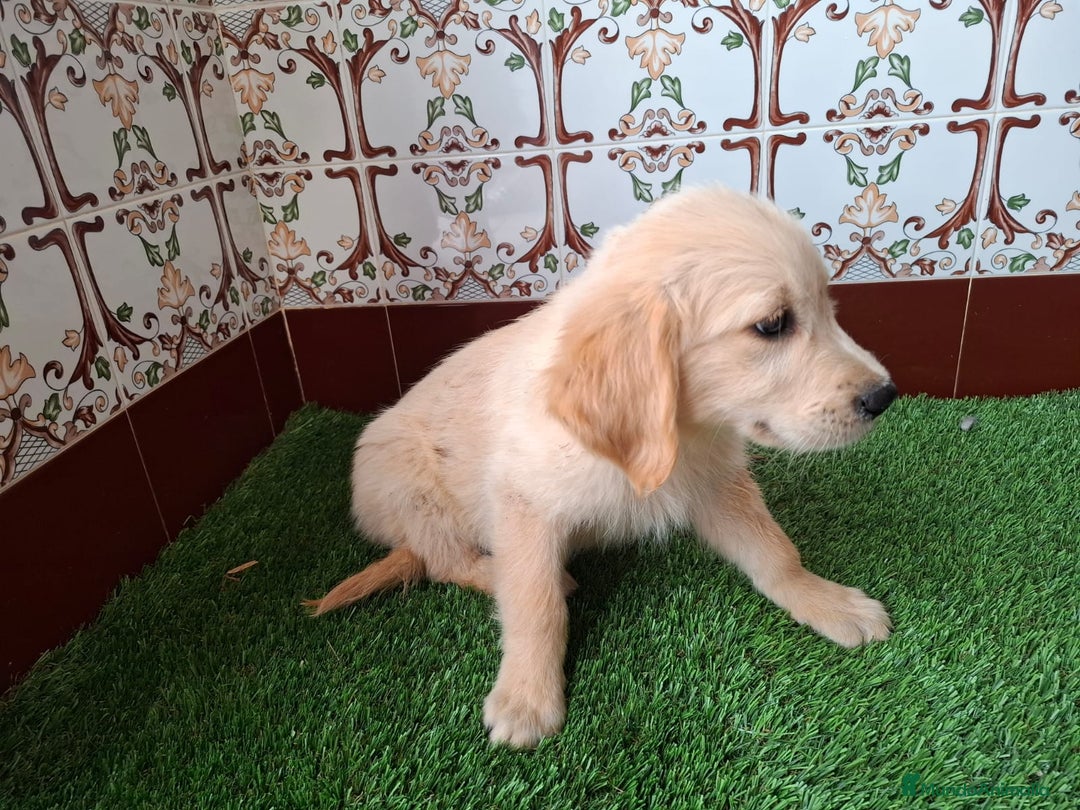 Golden Retriever perros en venta: Hembra de golden retriever  - Imagen 2
