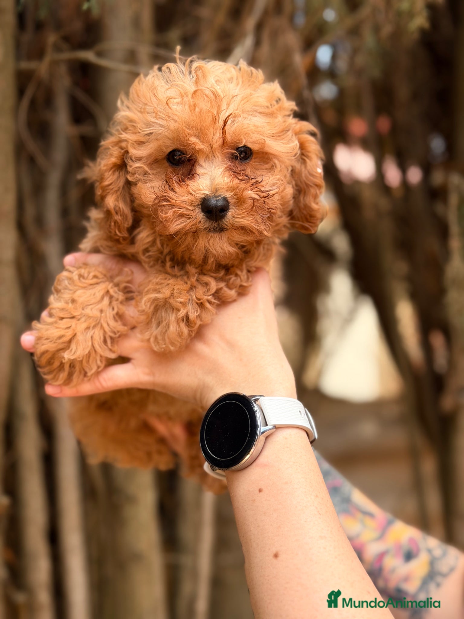 Caniche Toy perros en venta: Caniche Toy hembra  - Anuncio 3