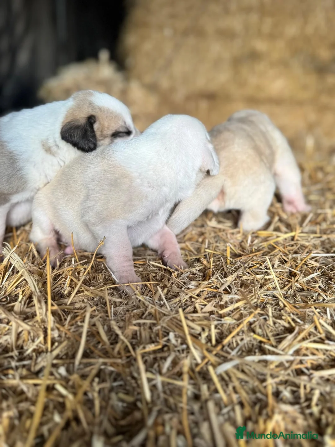 Mastín Español perros en venta: MASTIN ESPAÑOL - Anuncio 20