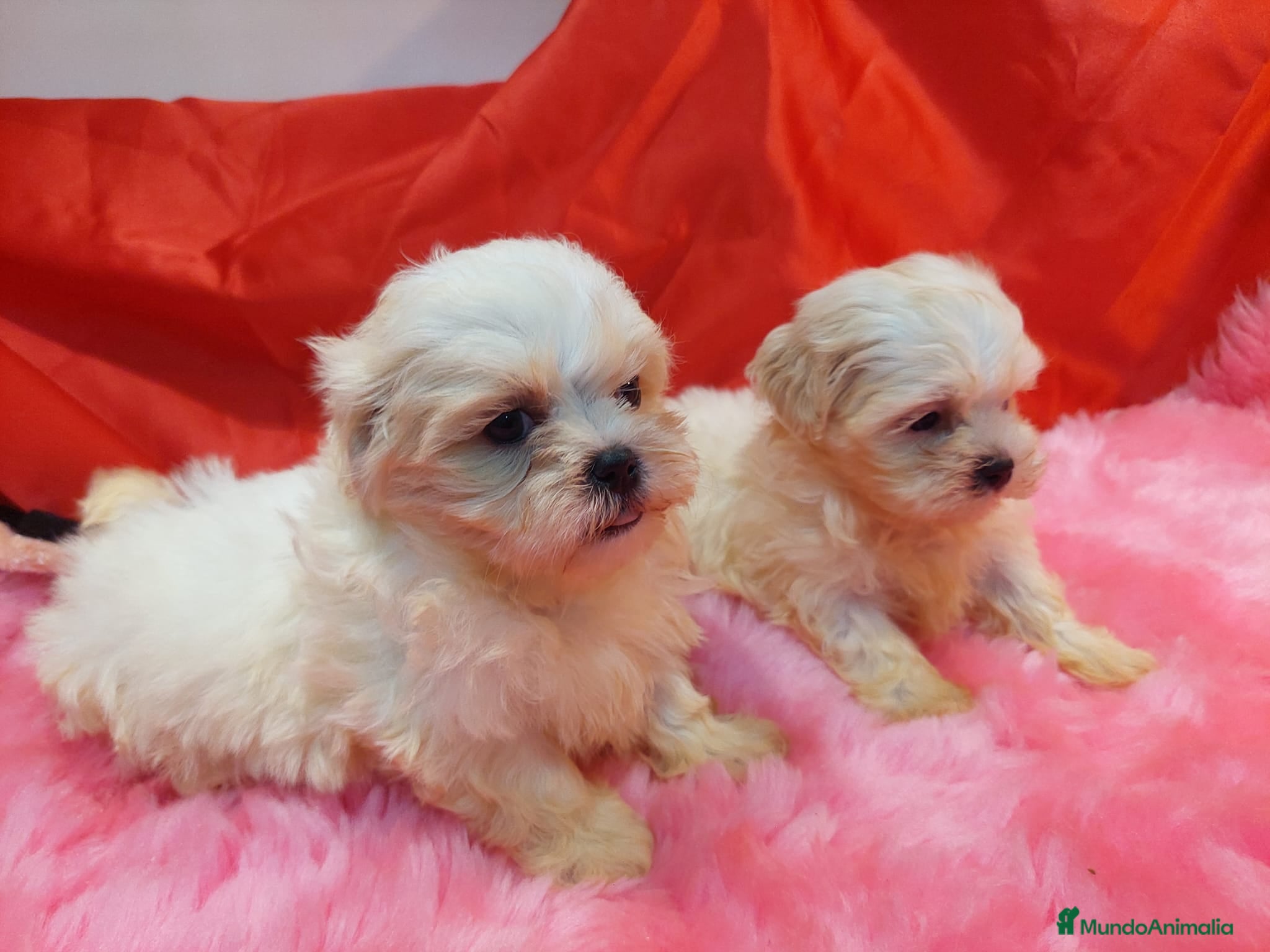 Shih Tzu perros SHIH TZU HEMBRAS EXCLUSIVAS - Anuncio 2