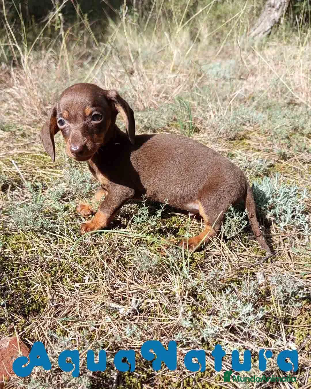 Teckel Miniatura perros en venta: Teckel Macho 2 de Lena AQUANATURA - Anuncio 5