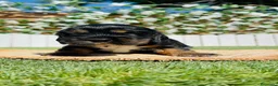 Cocker Spaniel Inglés perros en venta: COCKER SPANIEL INGLES - Anuncio 18