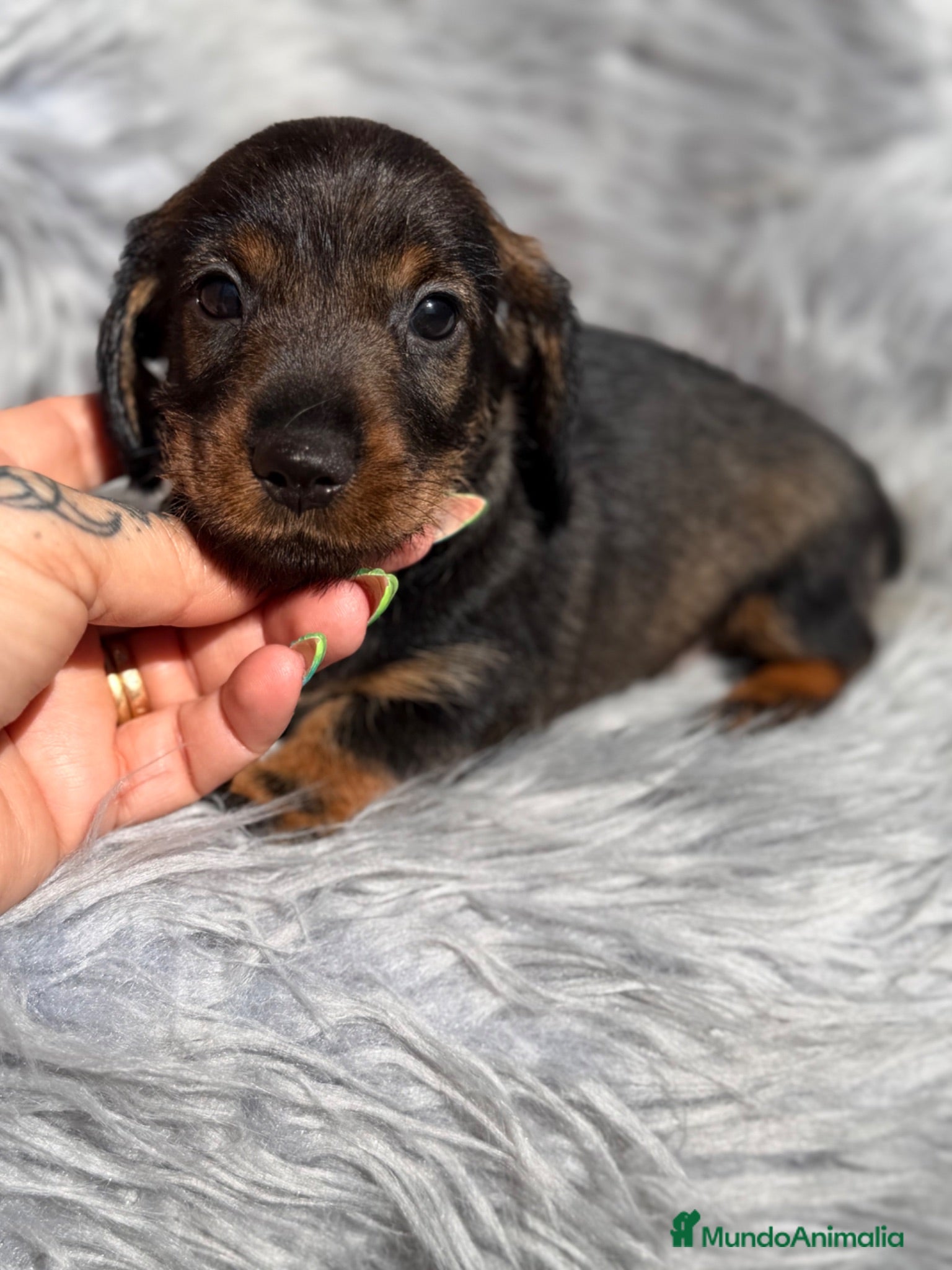 Teckel Miniatura perros Teckel pelo duro miniatura  - Anuncio 2