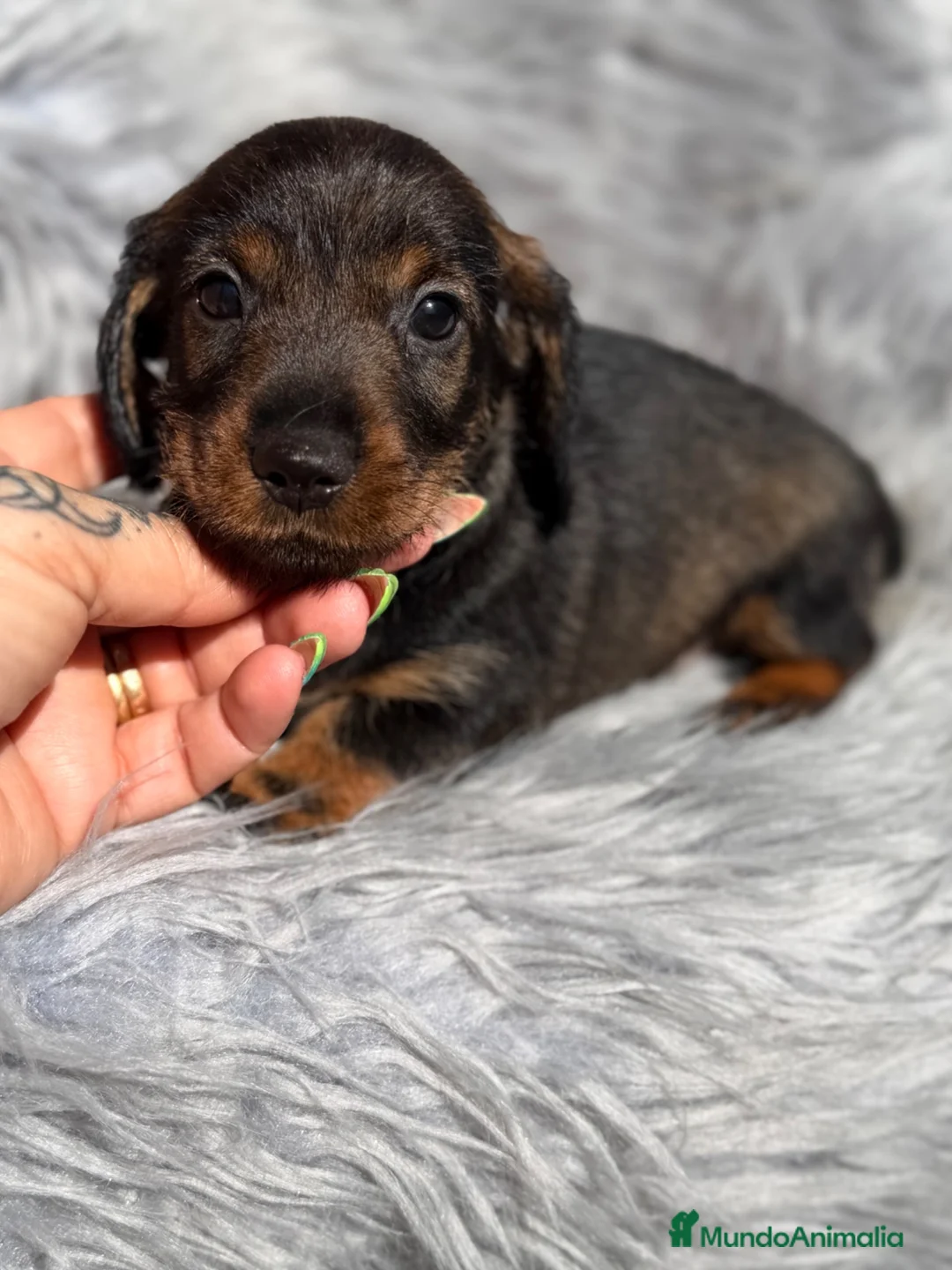 Teckel Miniatura perros en venta: Teckel pelo duro miniatura  - Anuncio 1