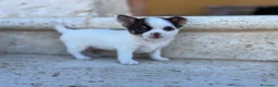 Chihuahua perros en venta: Chihuahua pelo largo  - Anuncio 3