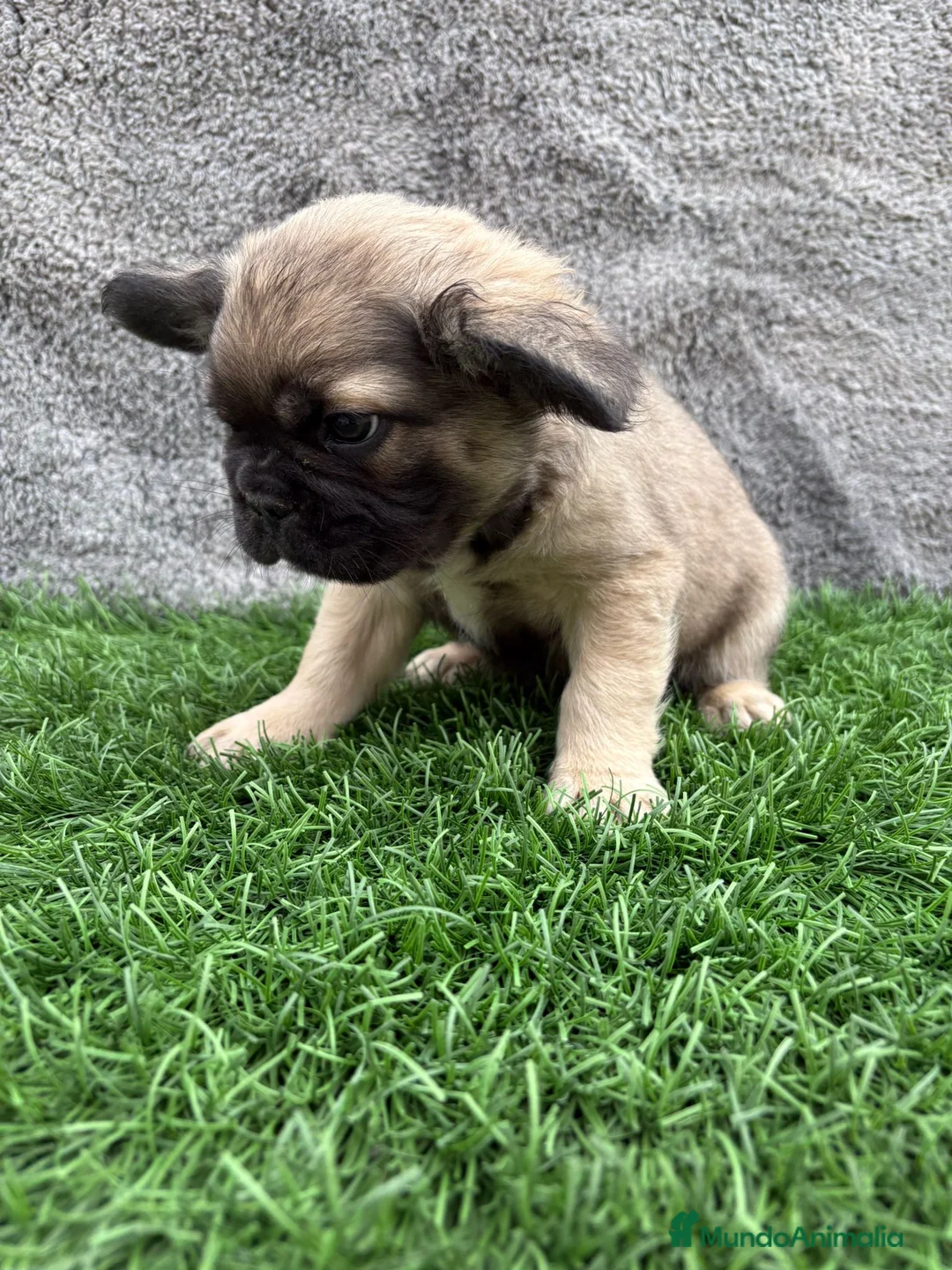 Bulldog Francés perros en venta: Bulldog Frances macho fluffy Fawn - Anuncio 7